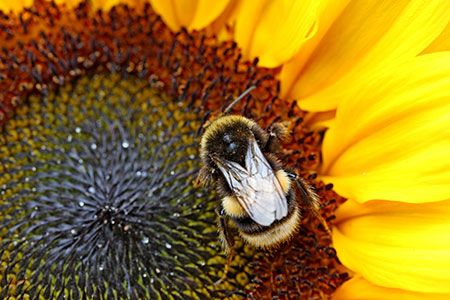 MCA submits comment on Draft National Light Pollution Guidelines for Wildlife