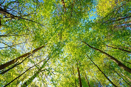 First Mode accepted as participant of key decarbonisation initiative of ICMM
